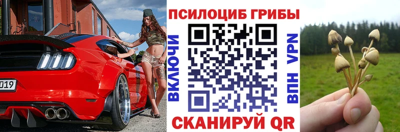 Купить  Топки  Галлюциногенные грибы Psilocybe 